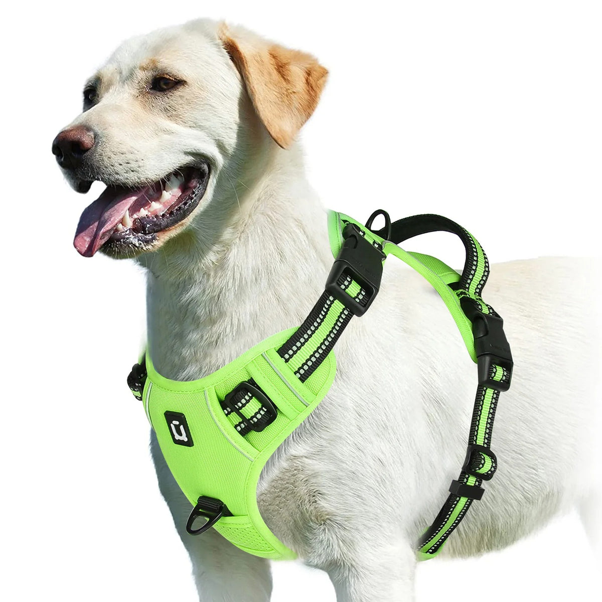 The Calm Stride Harness