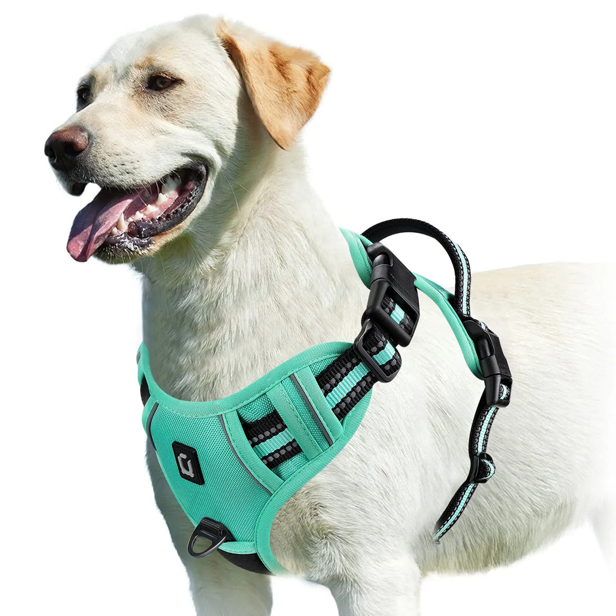 The Calm Stride Harness